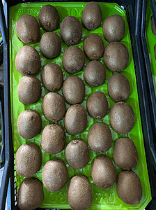 rizetropikal-kiwifruit-pls.box