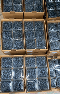 rizetropikal-blueberry-pack-2