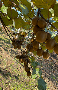 rizetropikal-kiwifruit-garden